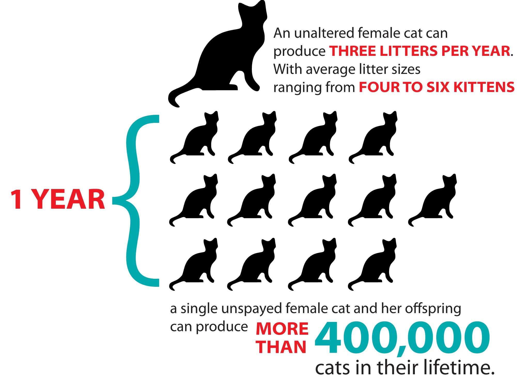 Spaying And Neutering